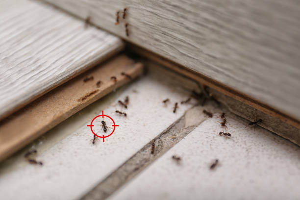 Best Pest Control Near Me  in Hudson, MI