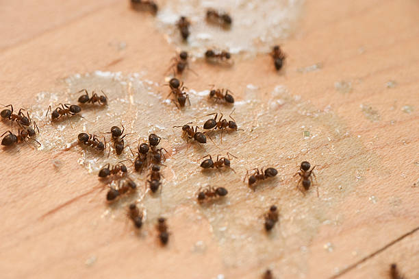 Best Bed Bug Extermination  in Hudson, MI