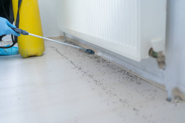 Best Termite Control Services  in Hudson, MI